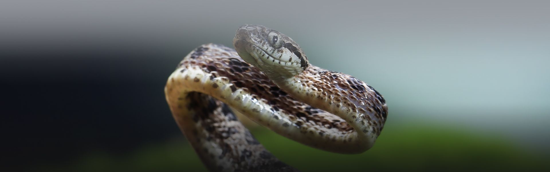 brown snake closeup