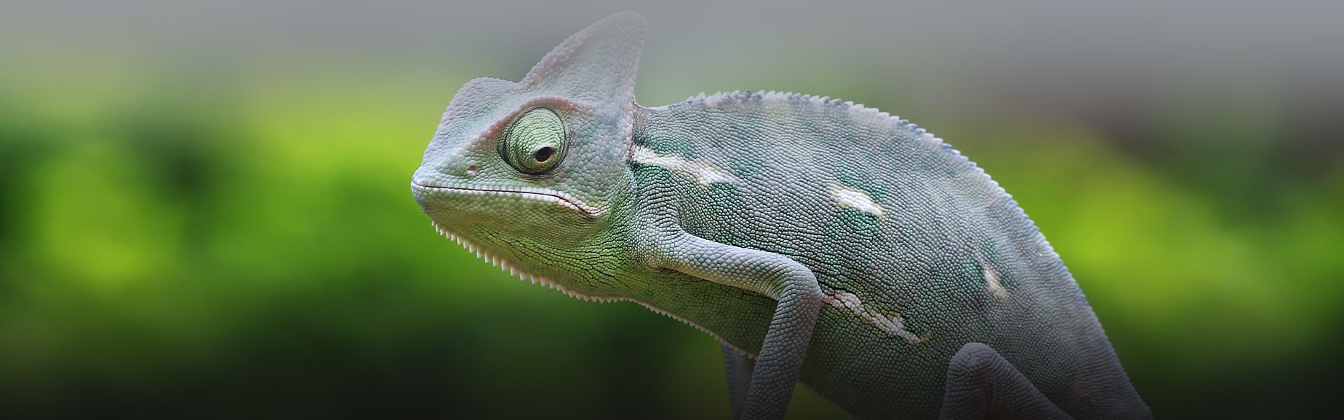 chameleon with green background