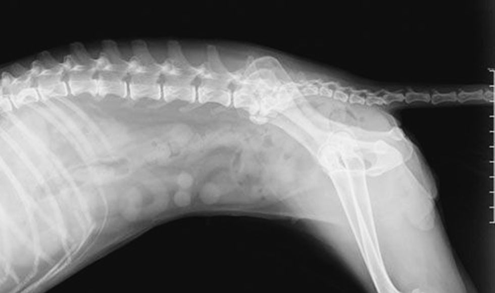 dog x-ray